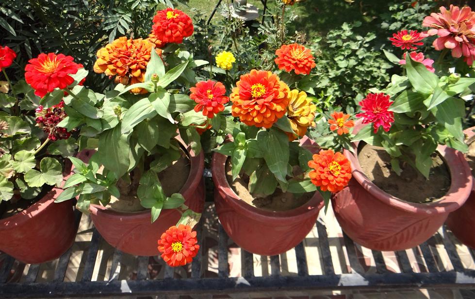 Zinnia elegans